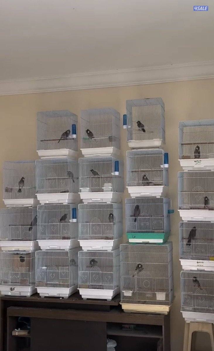 دفعه بلابل عراقيه1