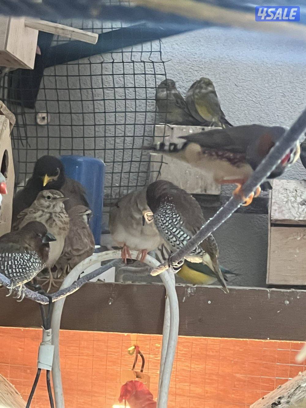 للبيع مكس حسون جاوه حمام ياكريم يمام7