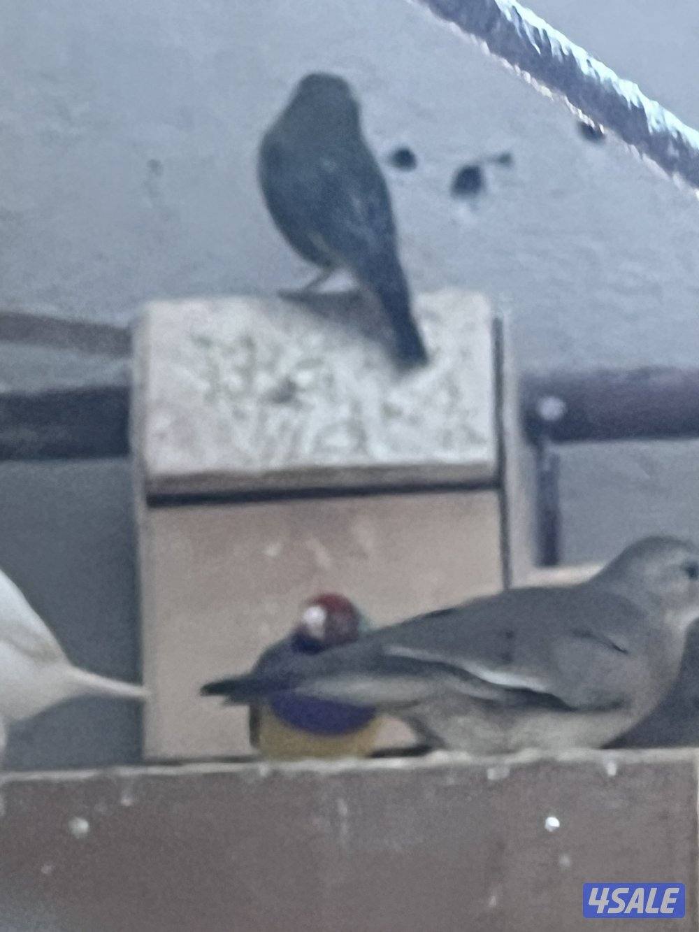 للبيع مكس حسون جاوه حمام ياكريم يمام8