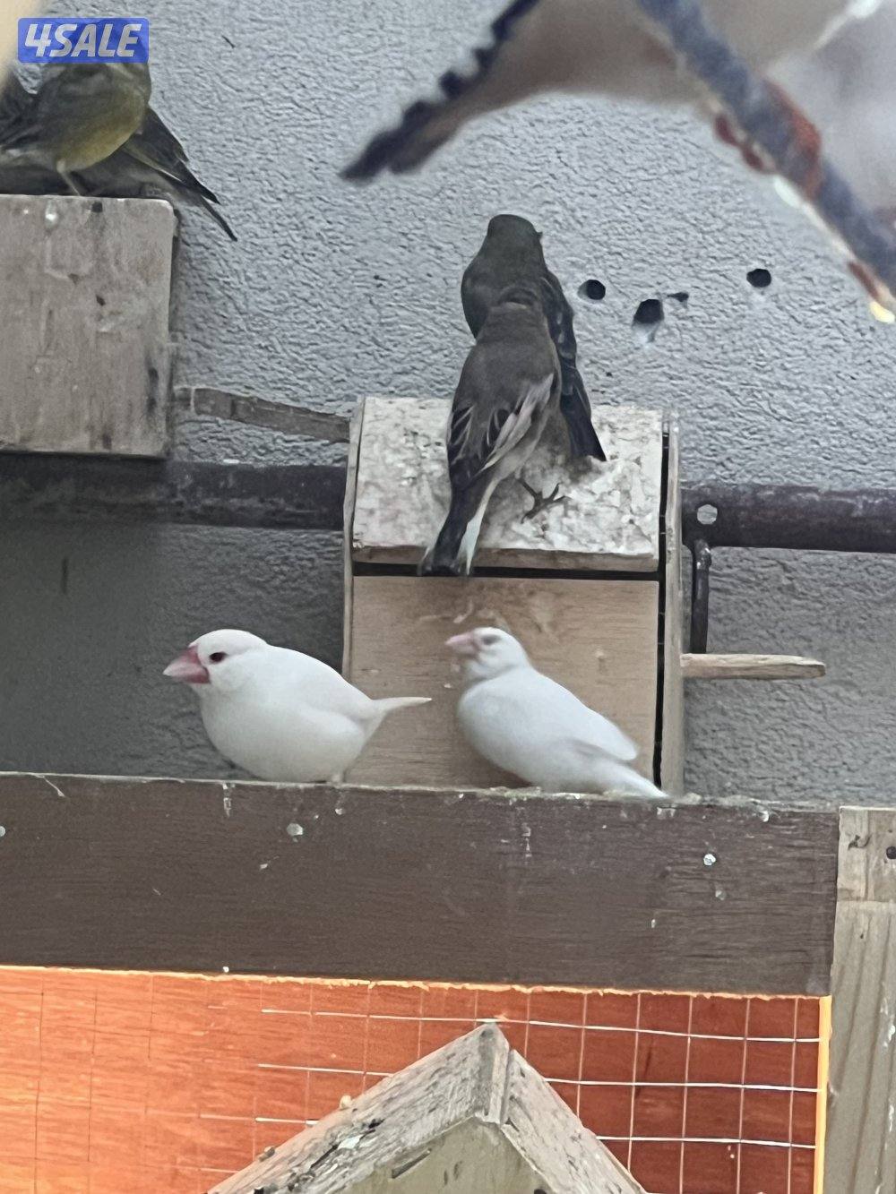 للبيع مكس حسون جاوه حمام ياكريم يمام9