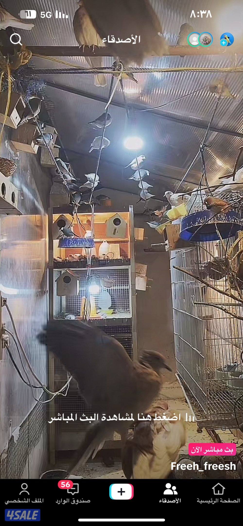 للبيع مكس حسون جاوه حمام ياكريم يمام10