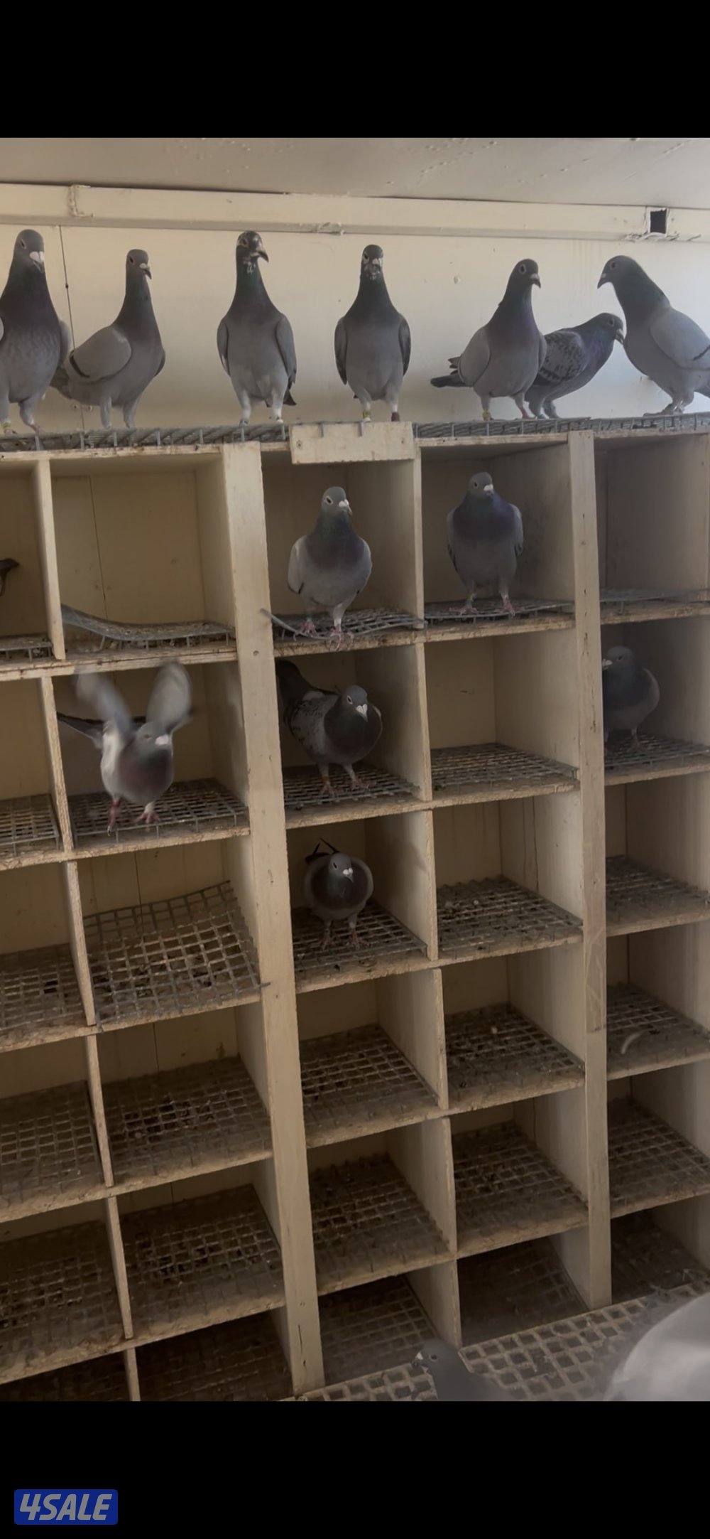 حمام زاجل محلي وخراج0