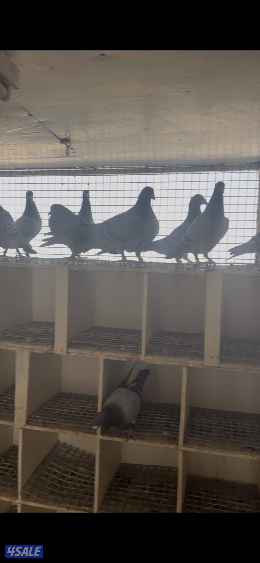 حمام زاجل محلي وخراج1