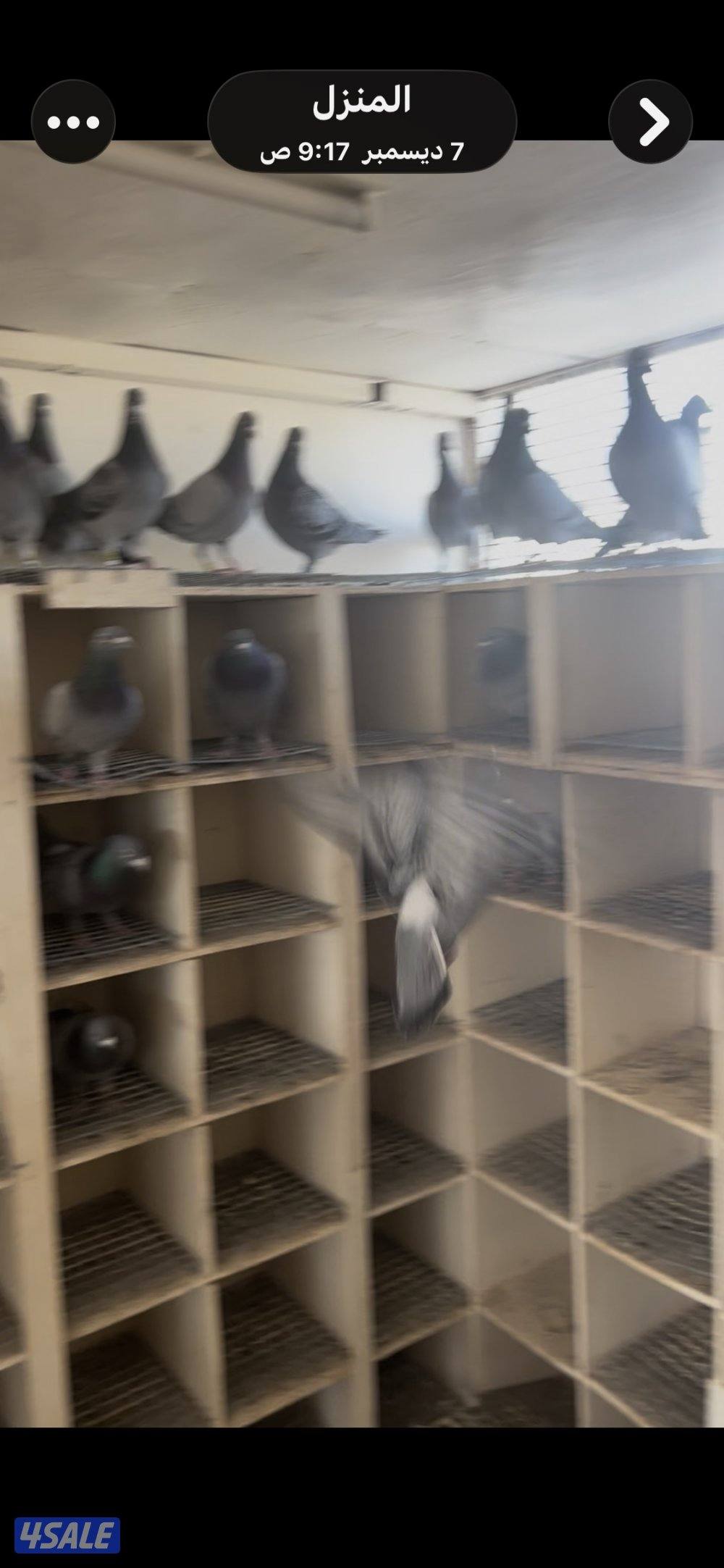 حمام زاجل محلي وخراج2