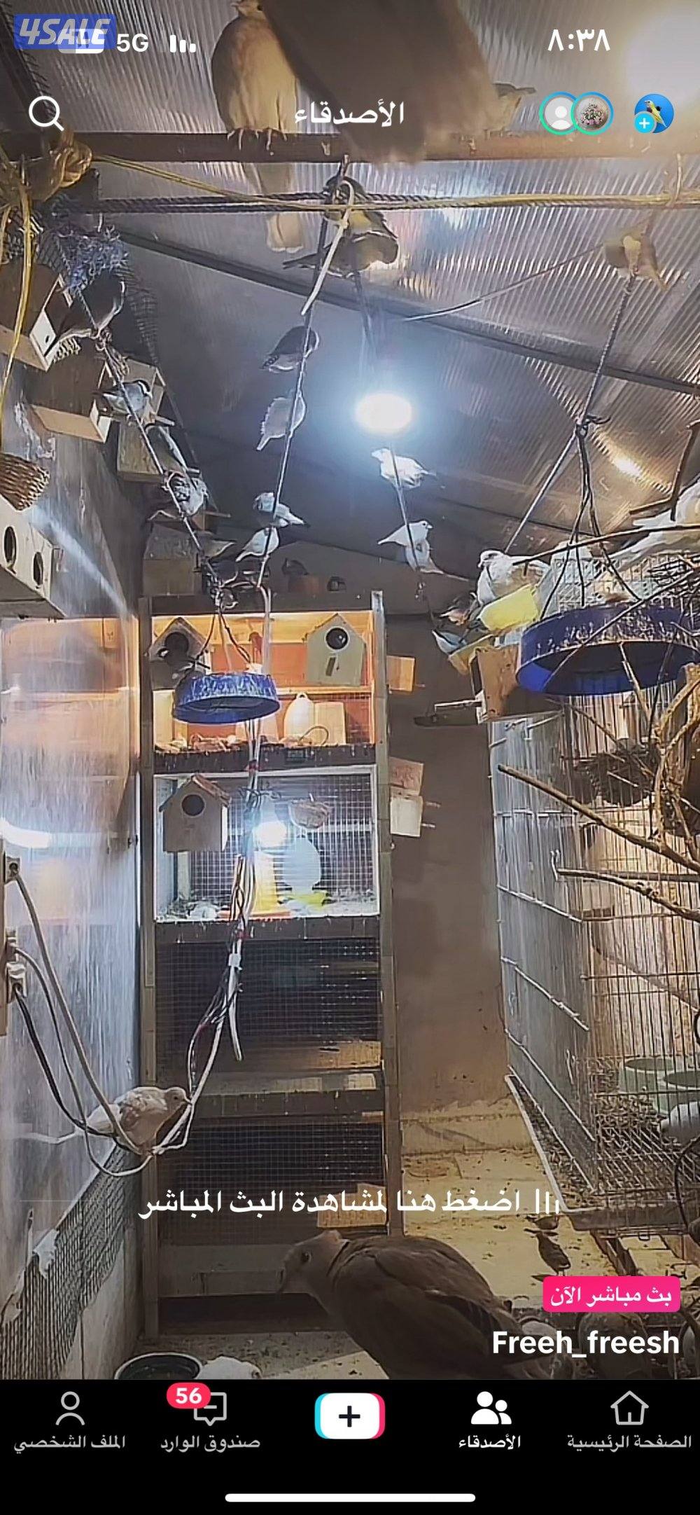 للبيع مكس حسون جاوه حمام ياكريم يمام11