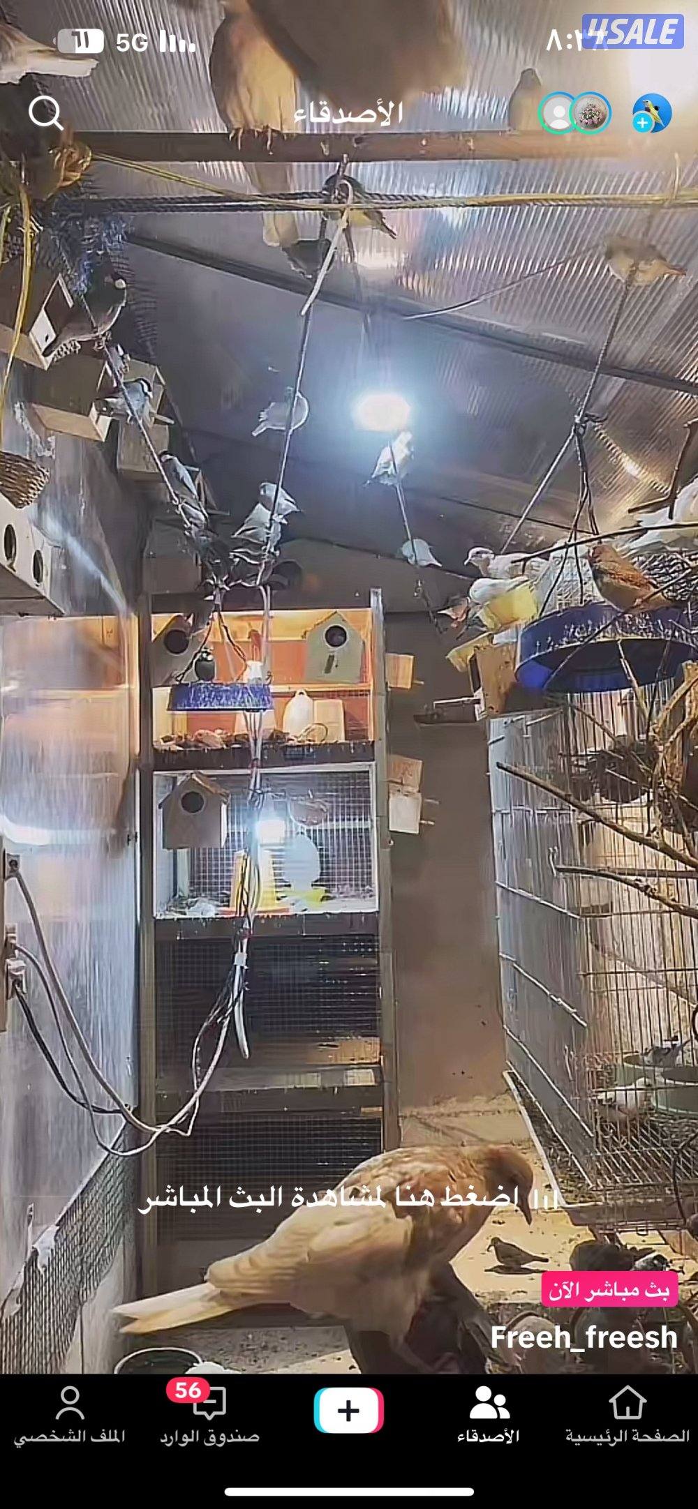 للبيع مكس حسون جاوه حمام ياكريم يمام12