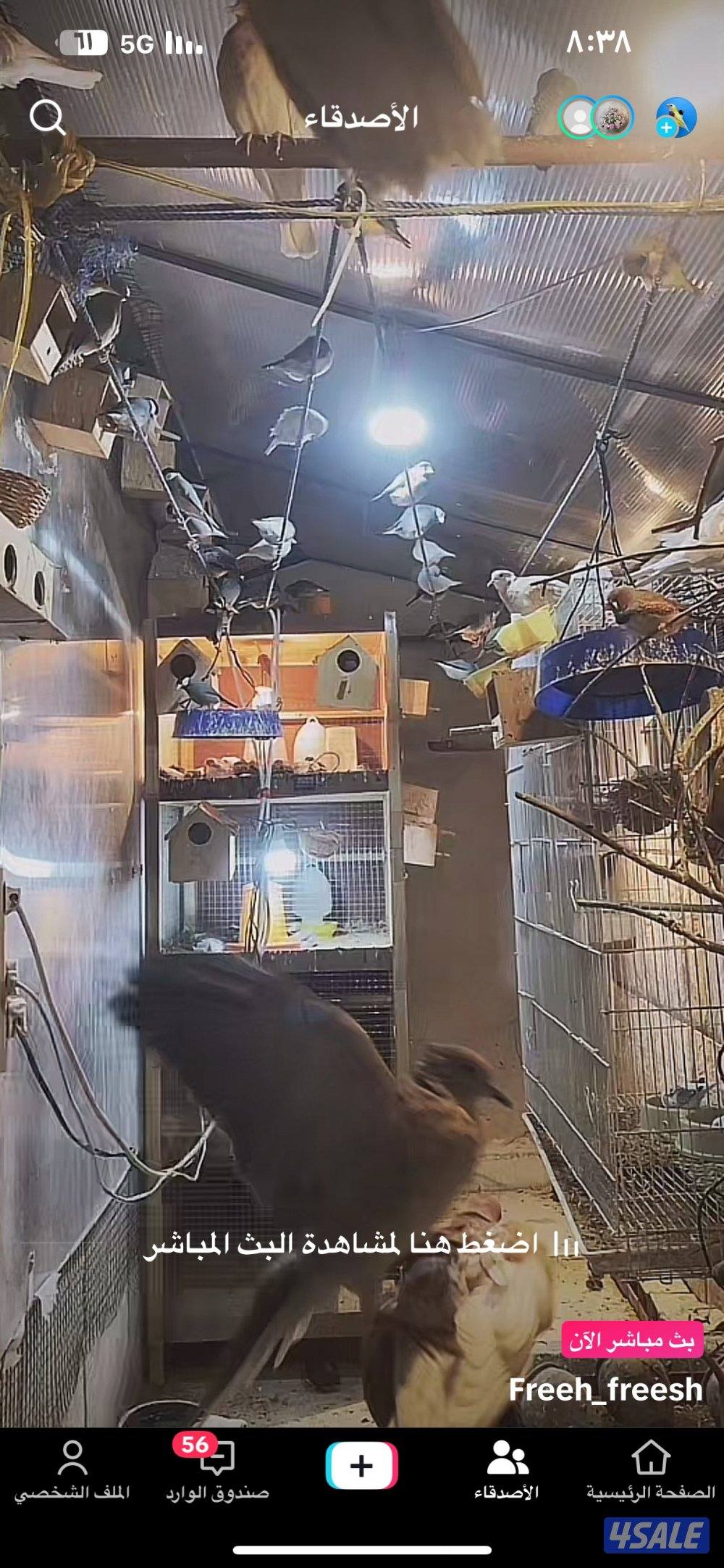 للبيع مكس حسون جاوه حمام ياكريم يمام13