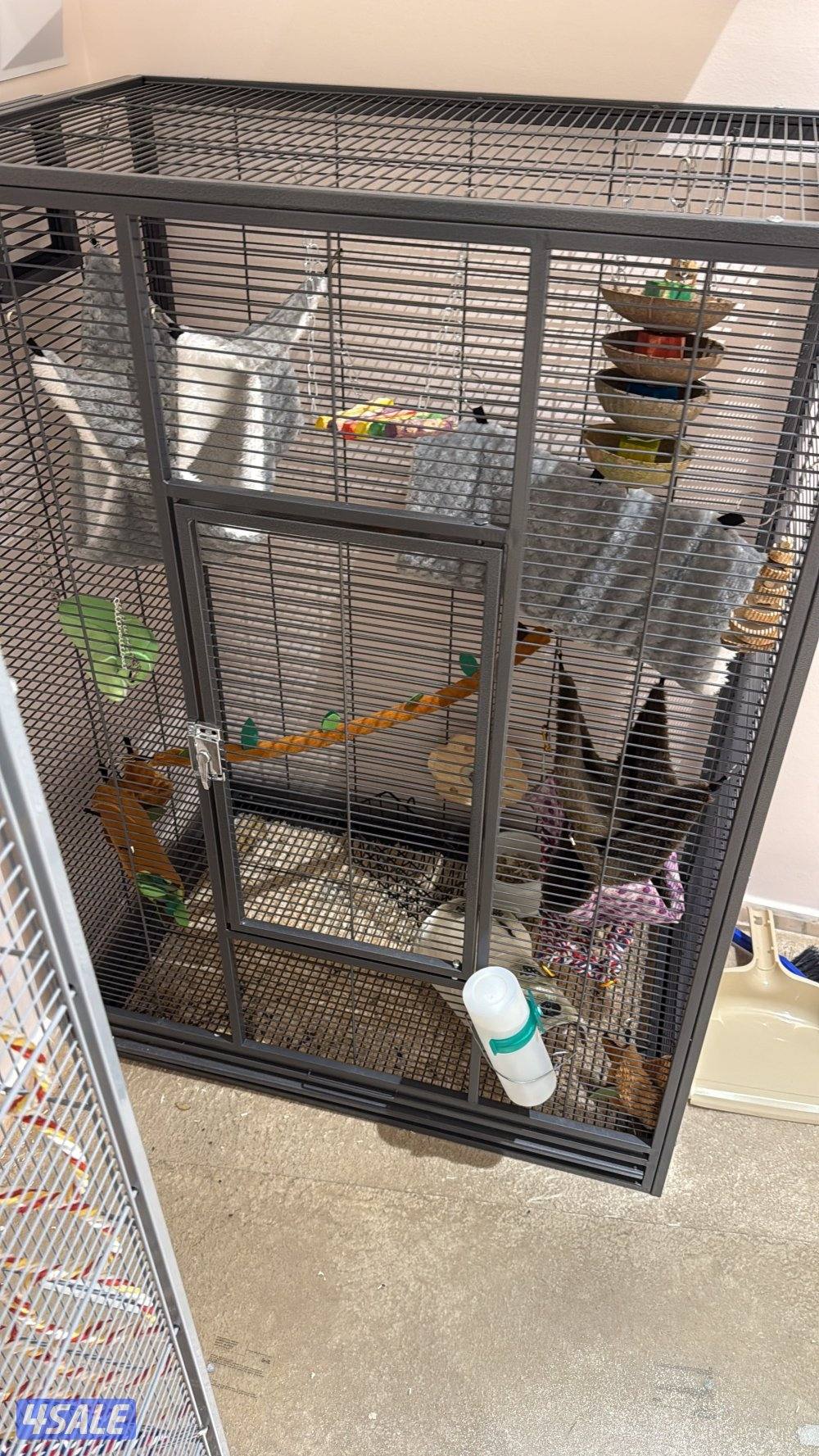 شنشيلا لطيفه للبيع مع كل اغراضها والقفص0