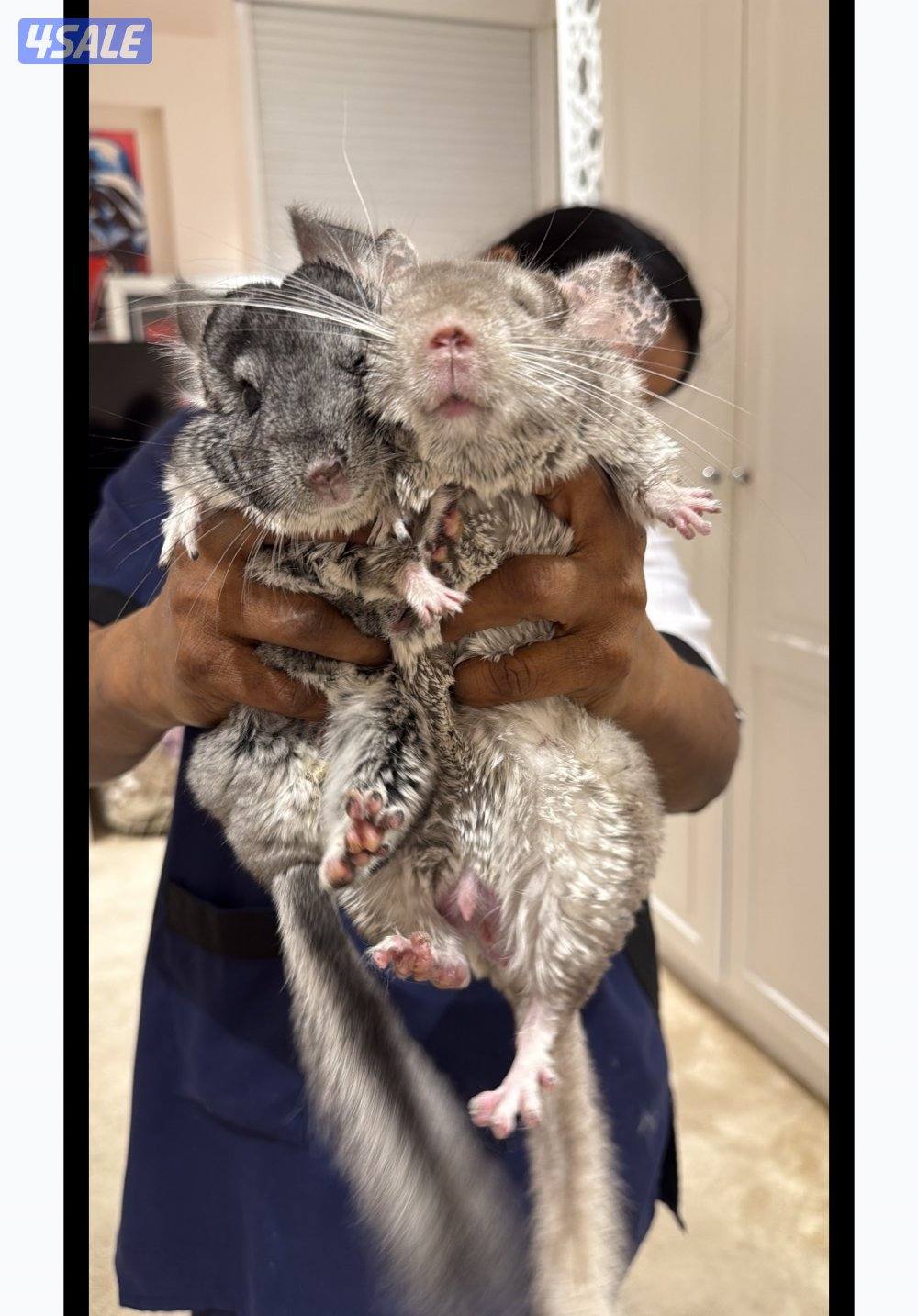 شنشيلا لطيفه للبيع مع كل اغراضها والقفص1