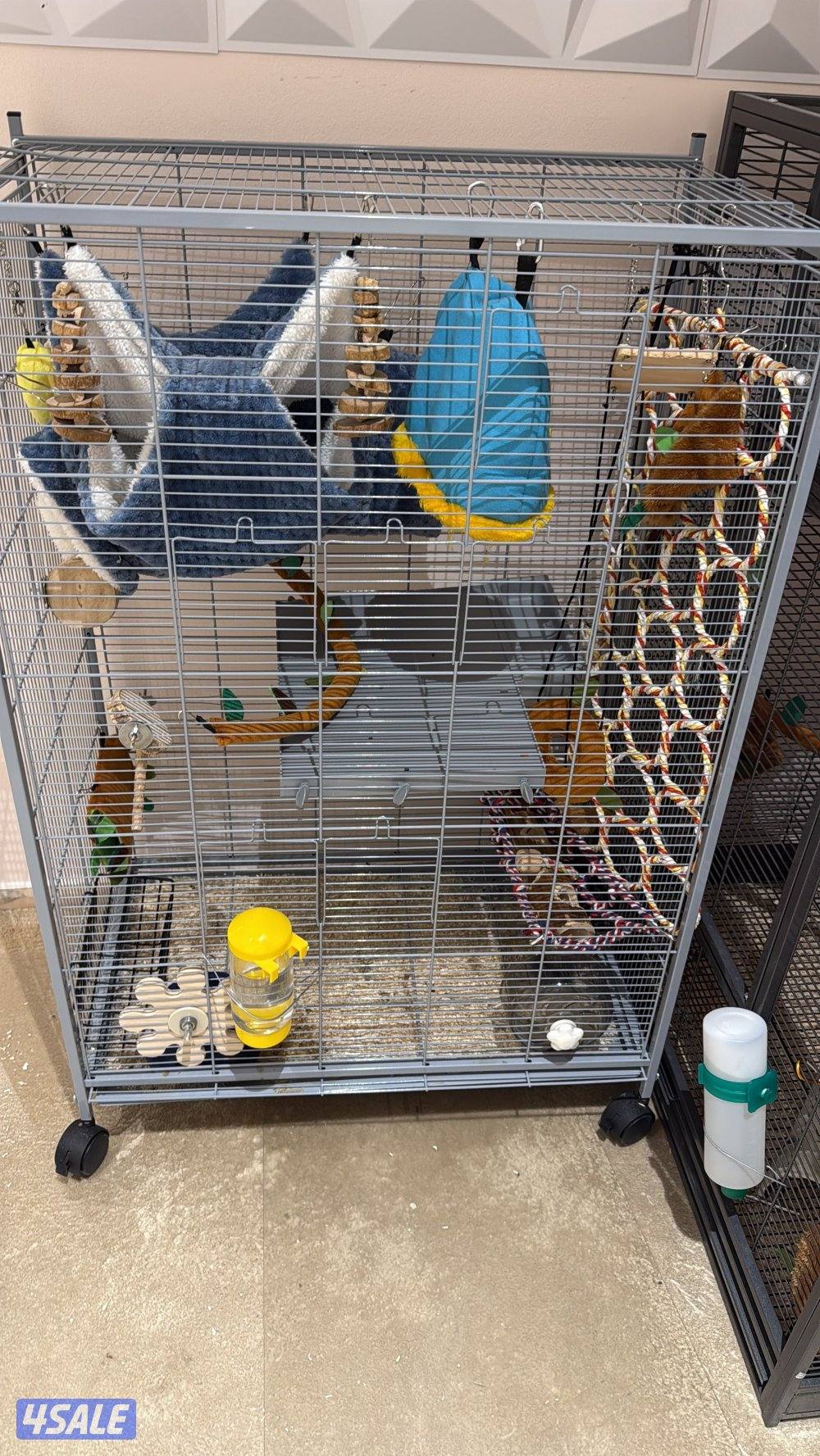 شنشيلا لطيفه للبيع مع كل اغراضها والقفص2