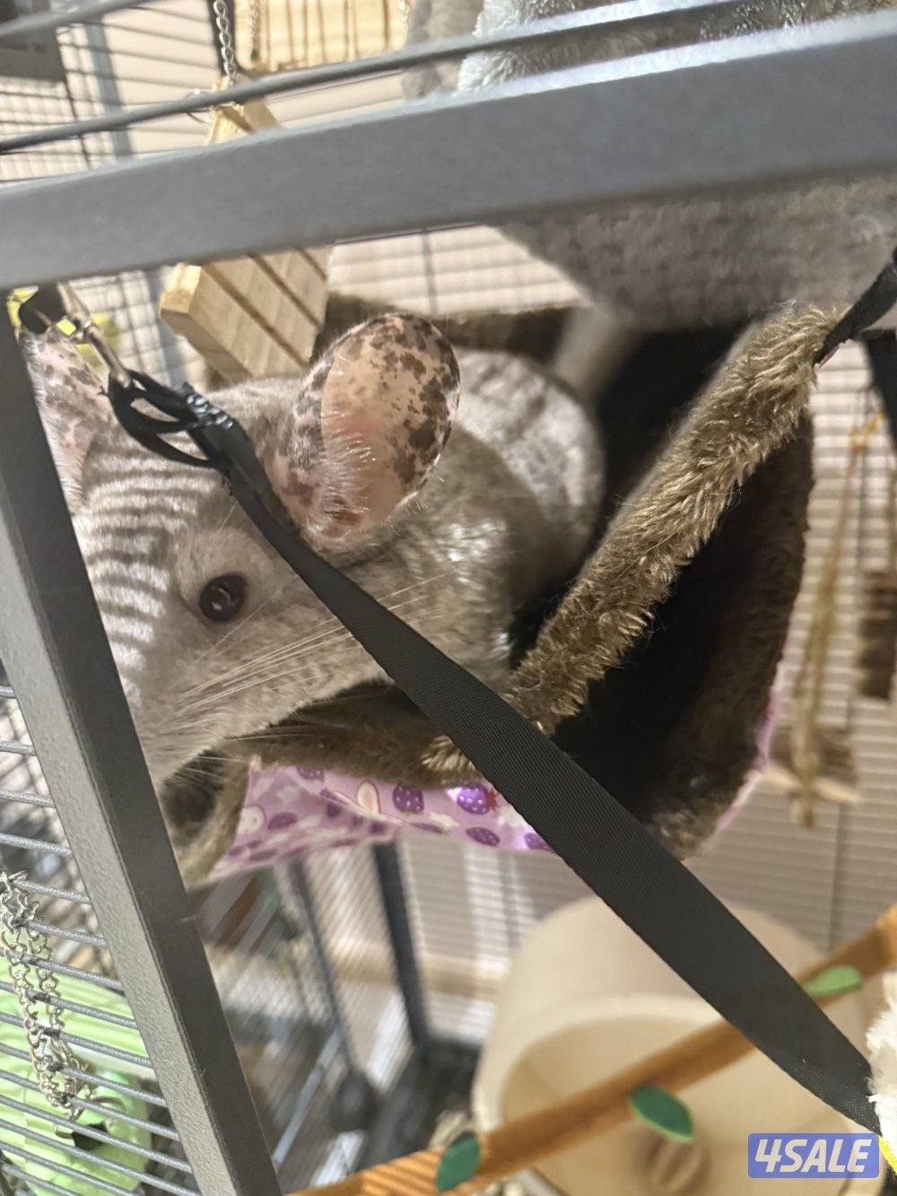 شنشيلا لطيفه للبيع مع كل اغراضها والقفص5
