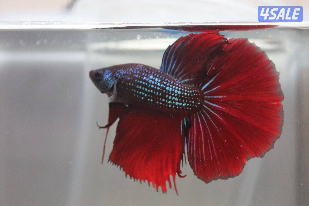 High quality betta fish0