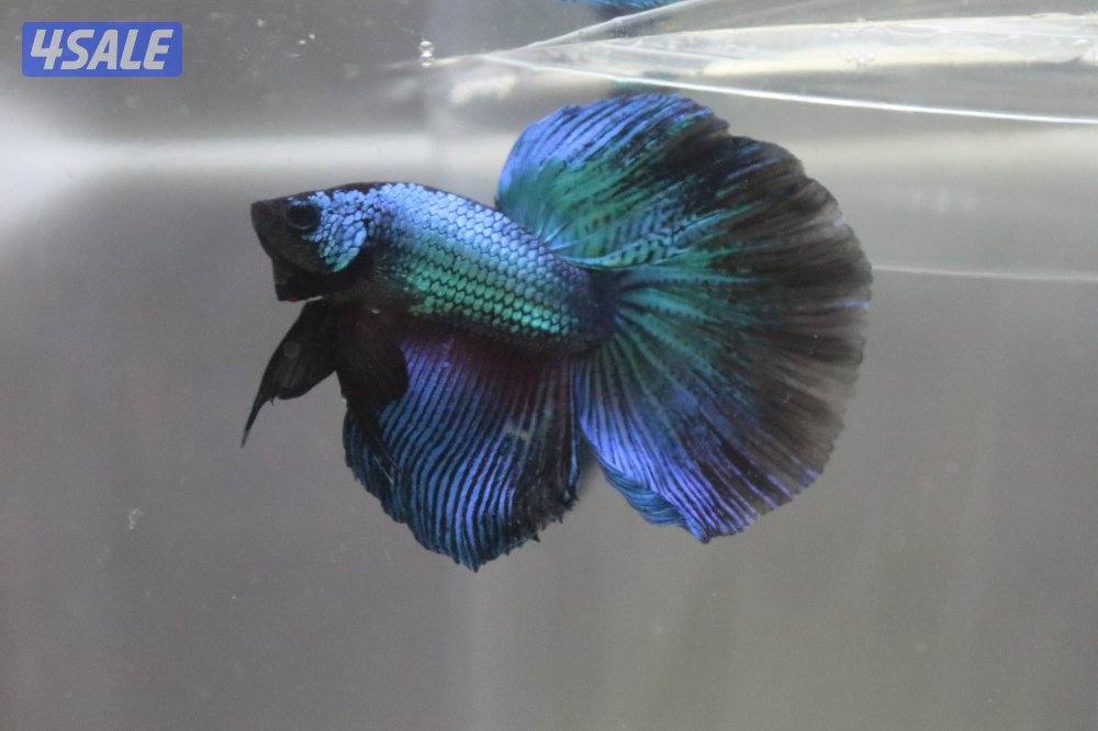 High quality betta fish1