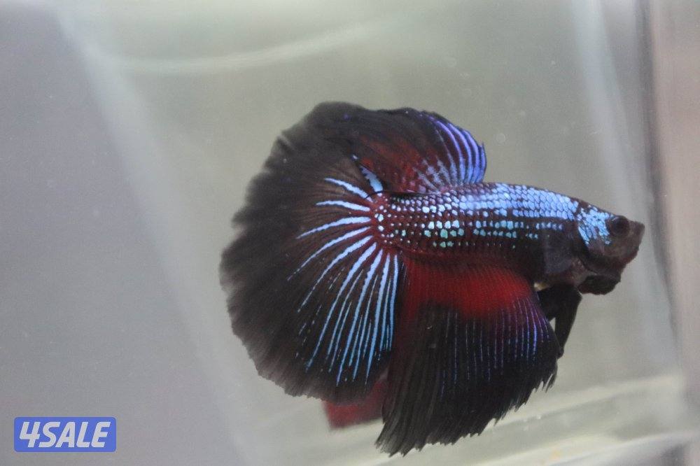 High quality betta fish2