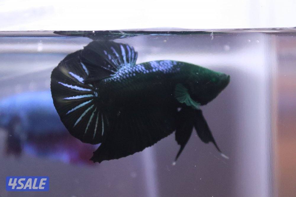 High quality betta fish3