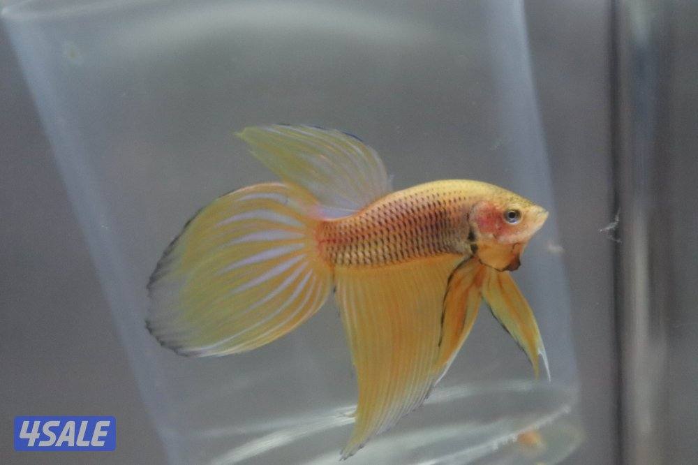 High quality betta fish4