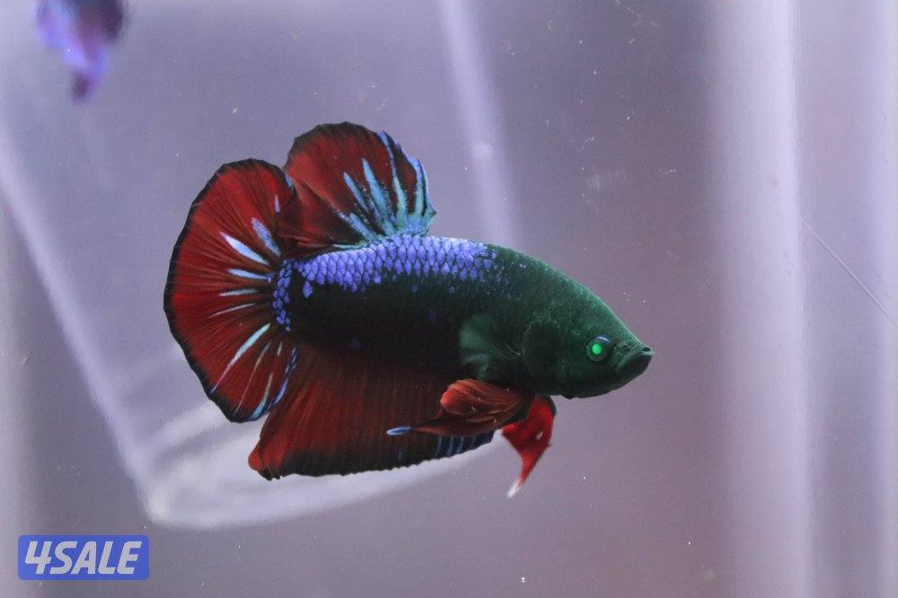 High quality betta fish5