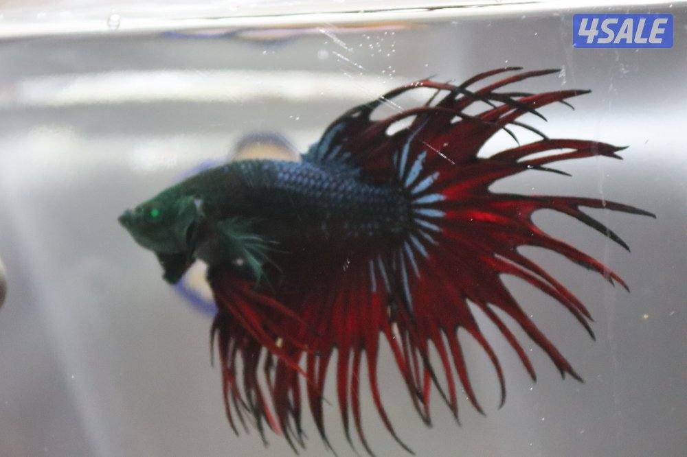 High quality betta fish6
