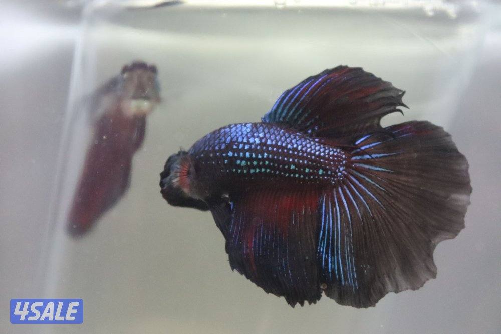 High quality betta fish7