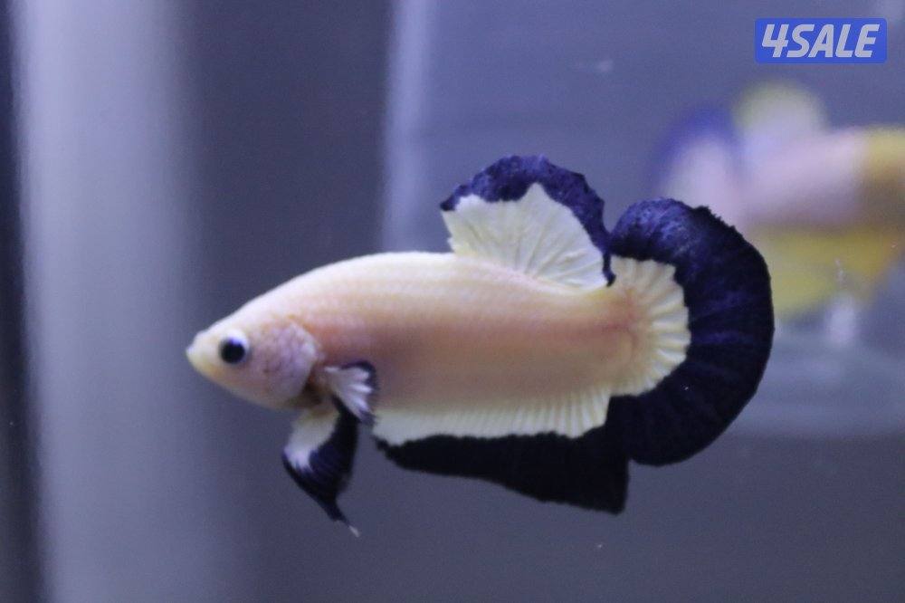 High quality betta fish8