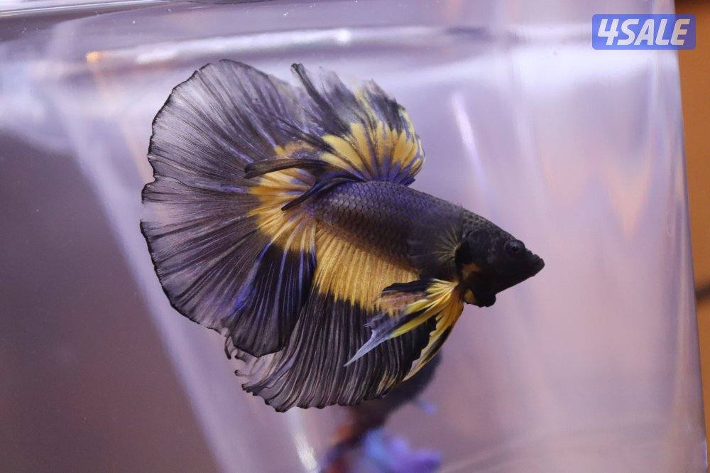 High quality betta fish9