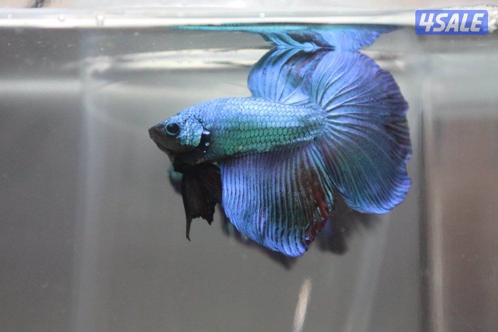 High quality betta fish10
