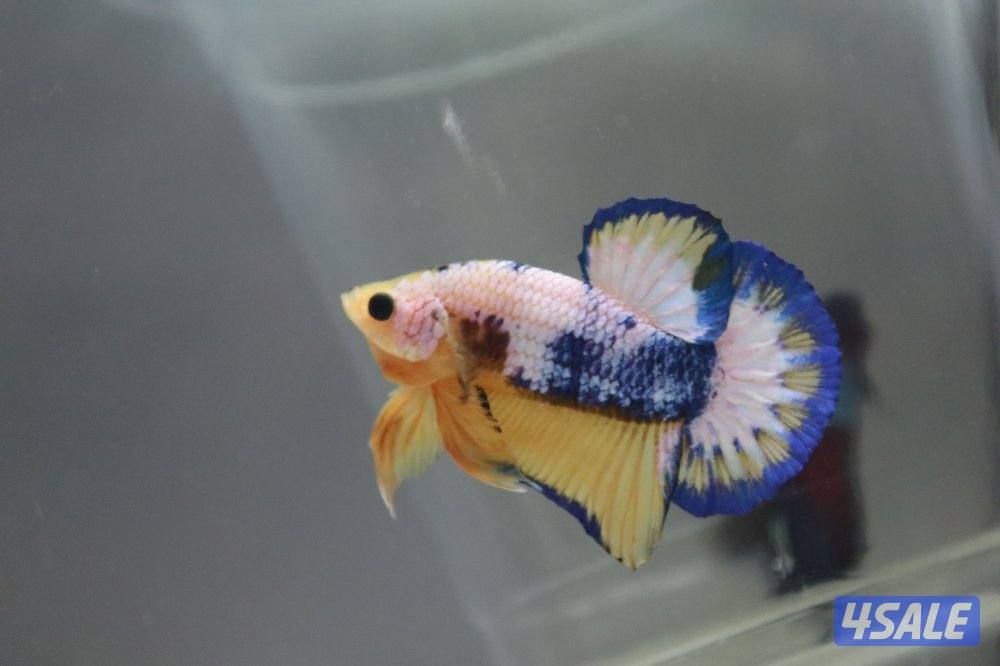 High quality betta fish11