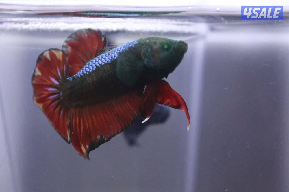 High quality betta fish12