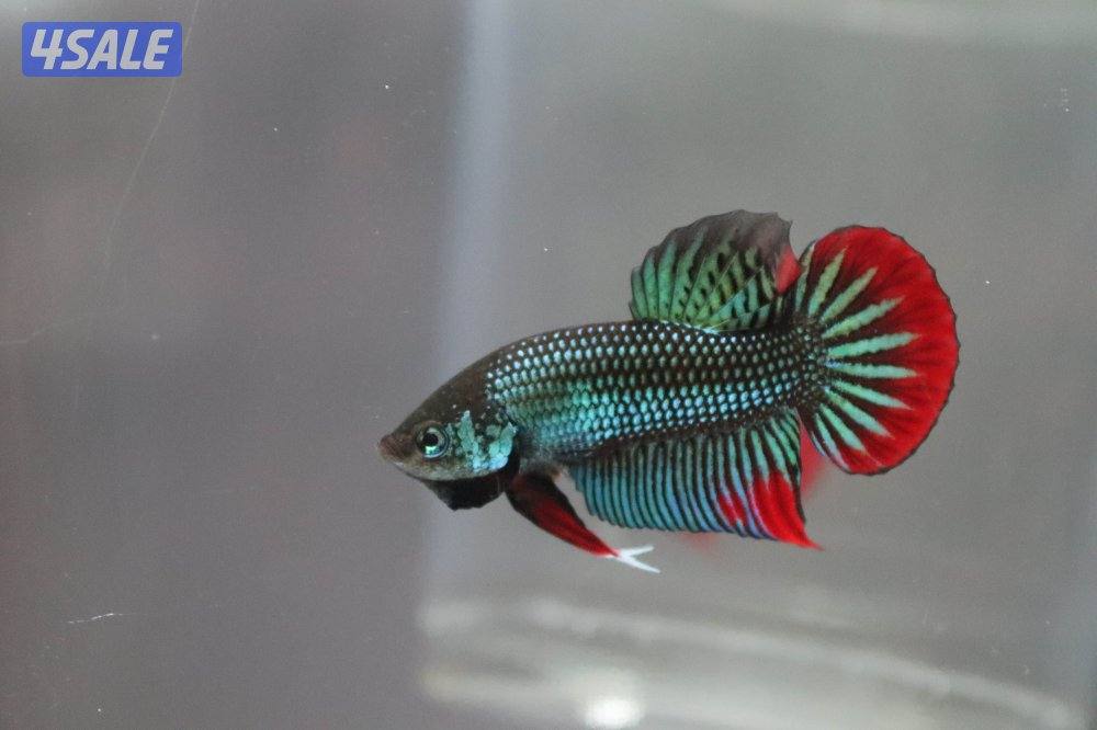 High quality betta fish14