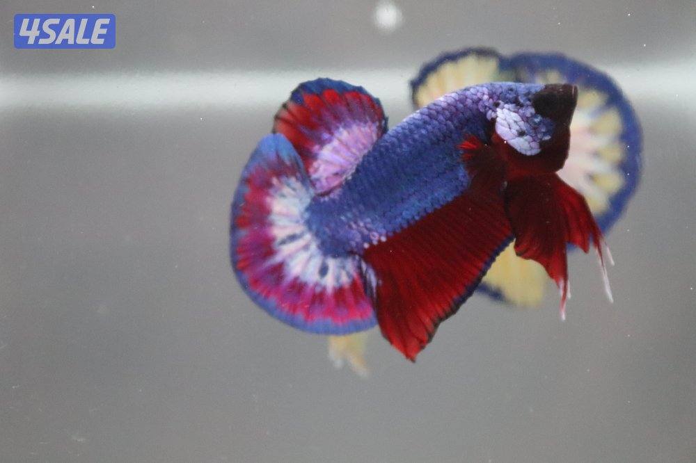 High quality betta fish15
