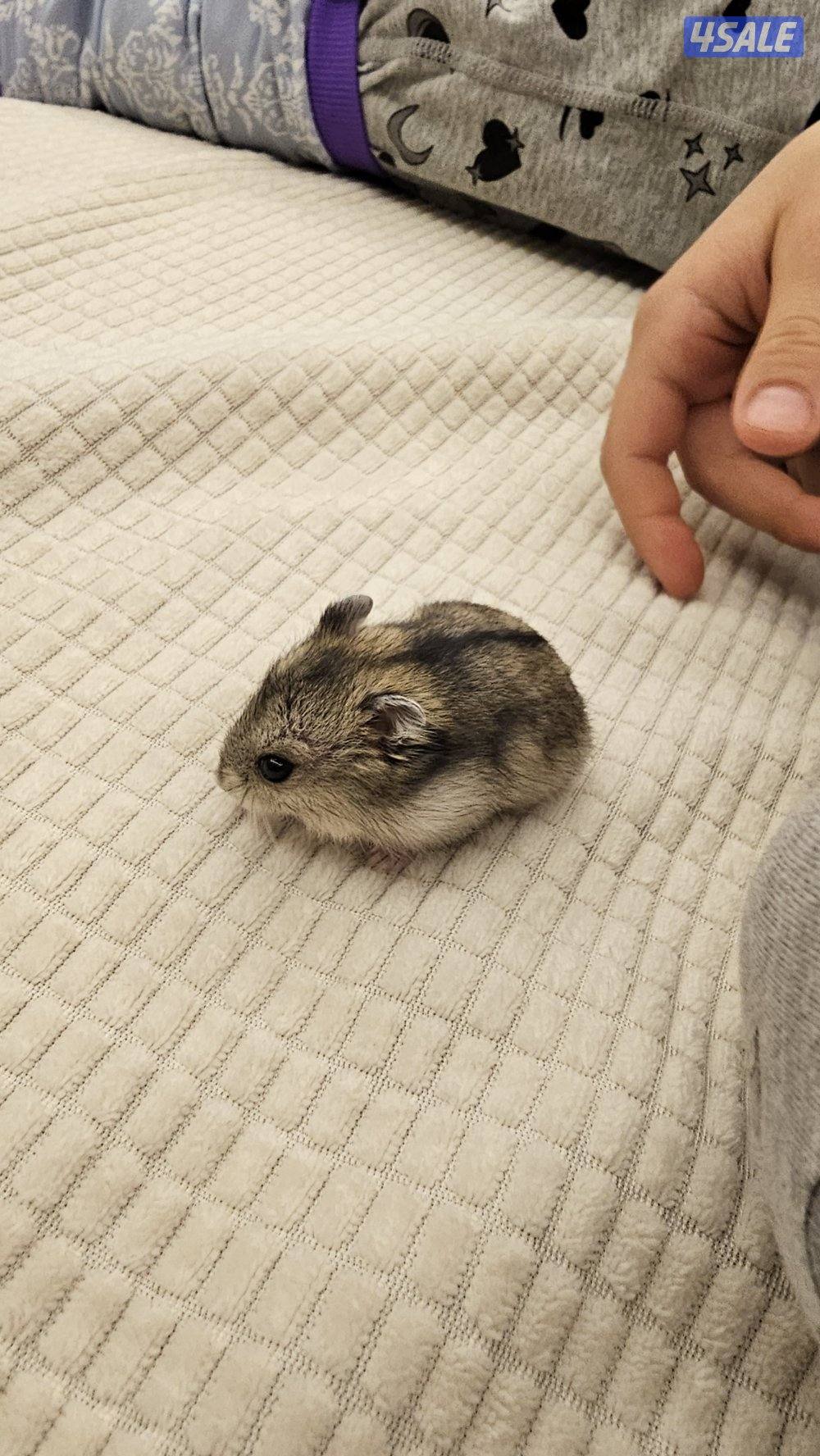 هامستر روسي2