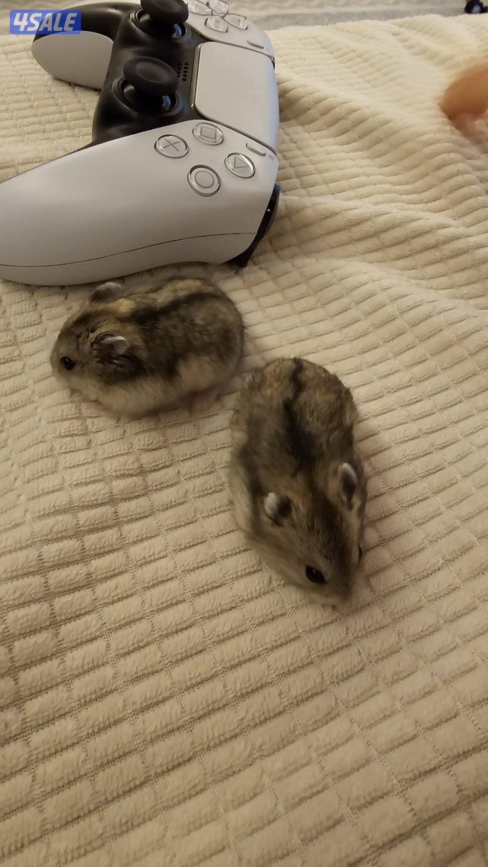 هامستر روسي3