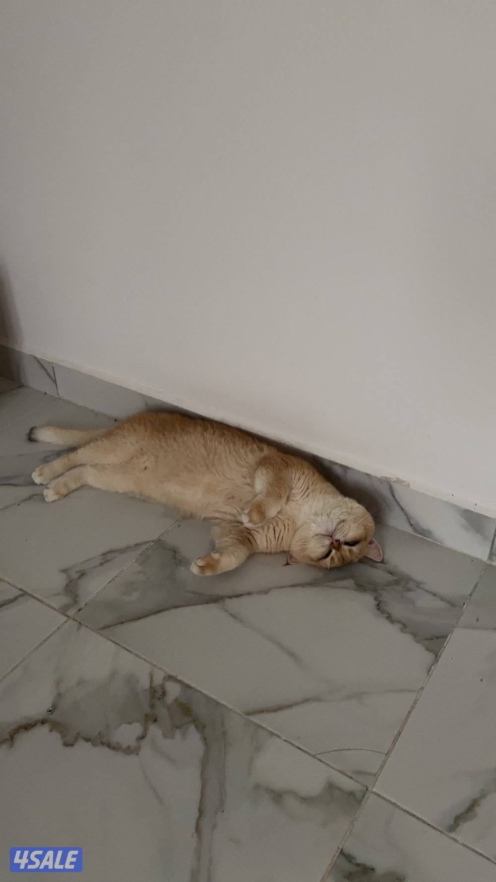 للتزواج ذكر قولدن + قطط مو للتبني2