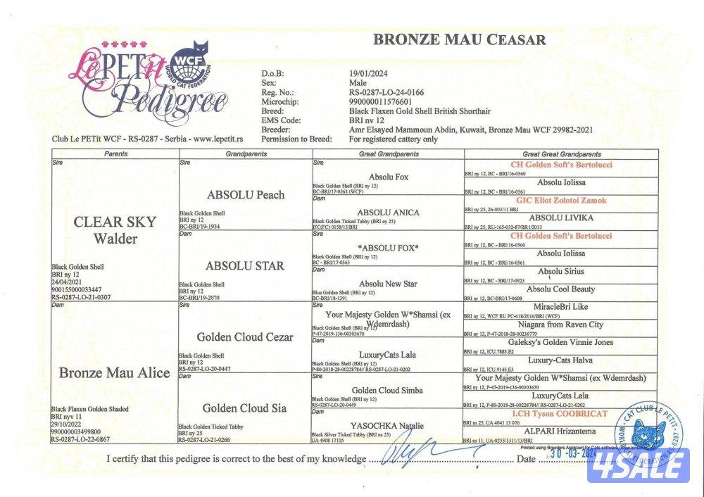 للتزواج ذكر قولدن + قطط مو للتبني4