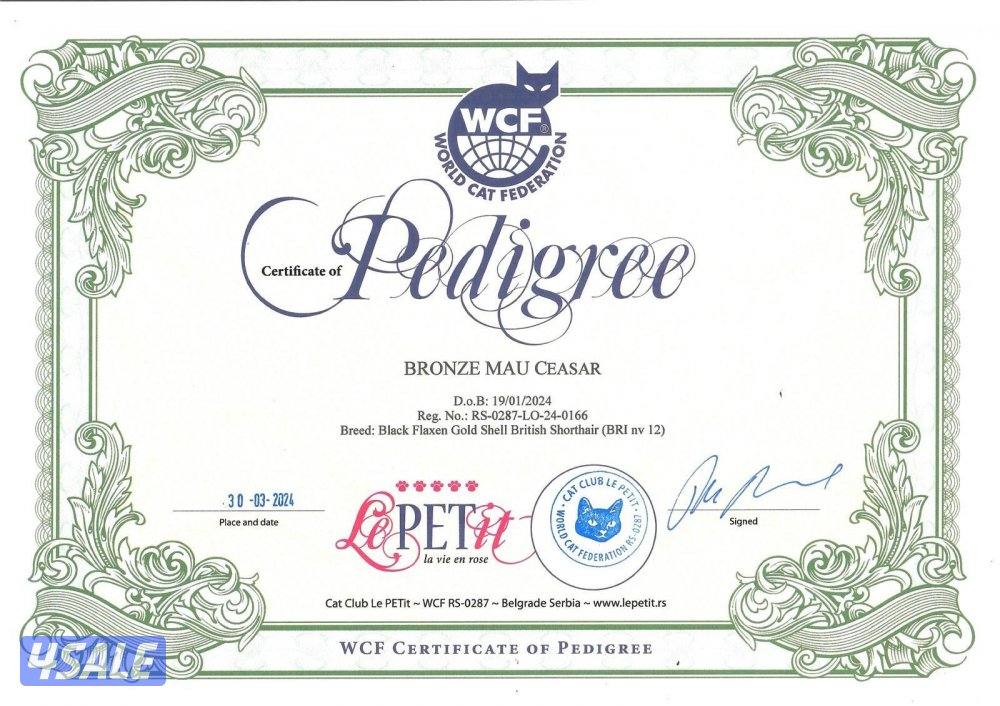 للتزواج ذكر قولدن + قطط مو للتبني5