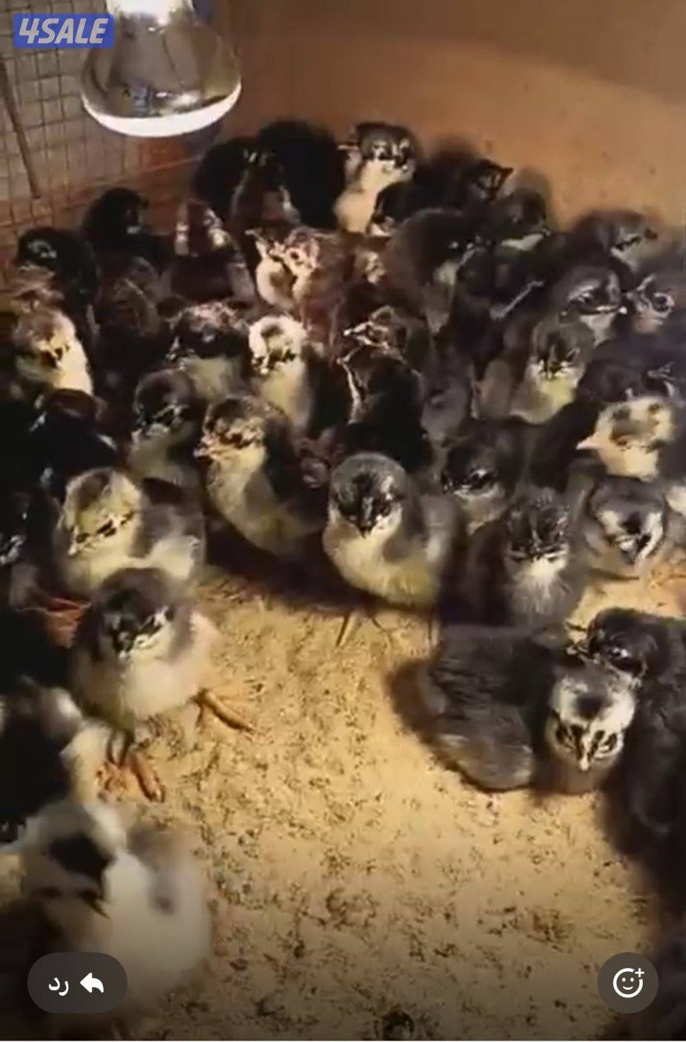 للبيع فروخ دجاج عراقي ( عقارب)0