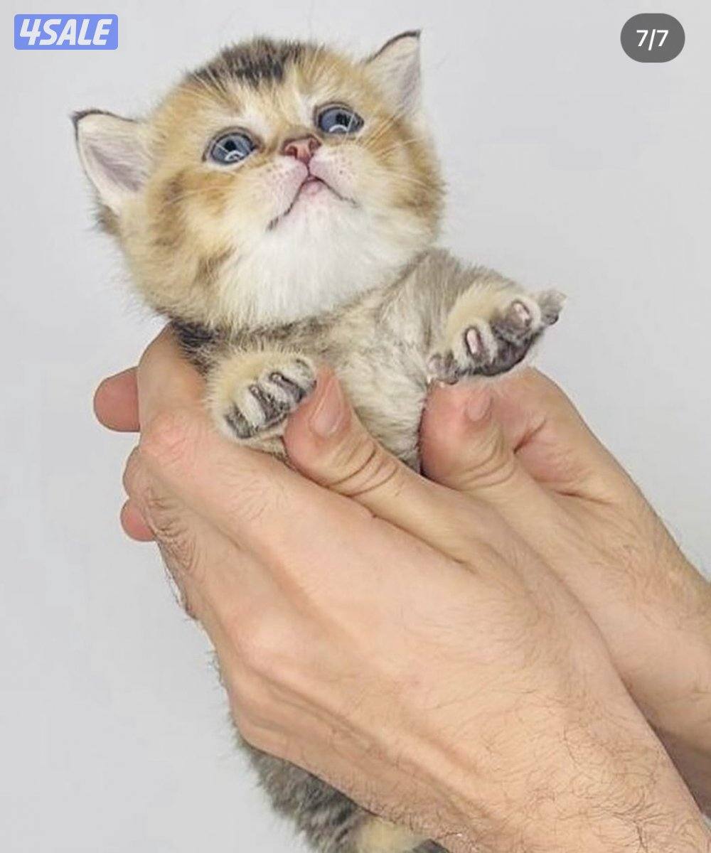 سكوتش شورت هير ،،،اقزام،،،التوصيل خلال ساعه ،،، بيووووور1