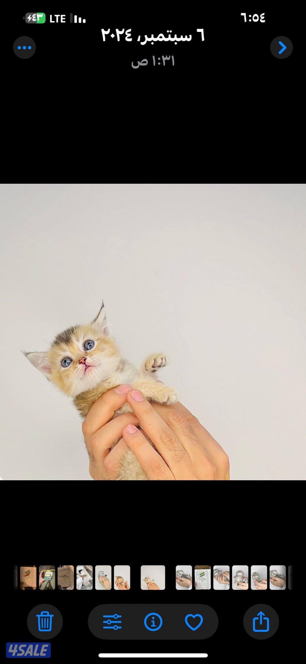 سكوتش شورت هير ،،،اقزام،،،التوصيل خلال ساعه ،،، بيووووور2