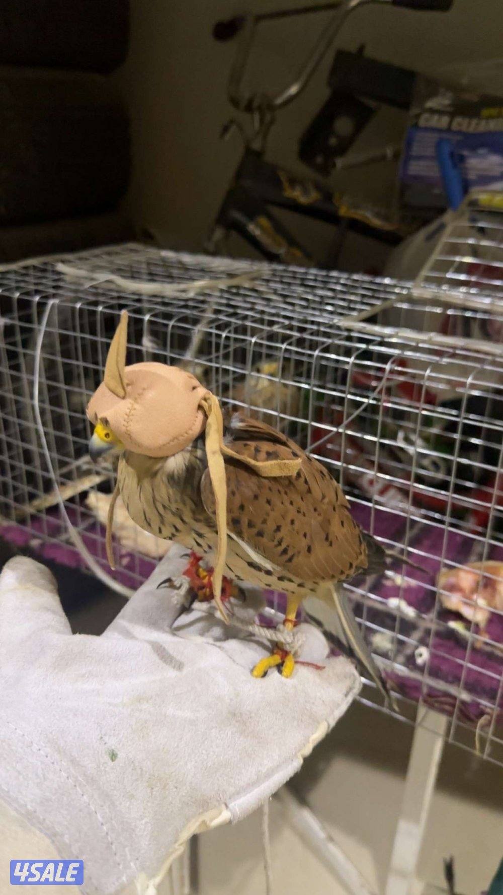 حميميجاتت ترمات0