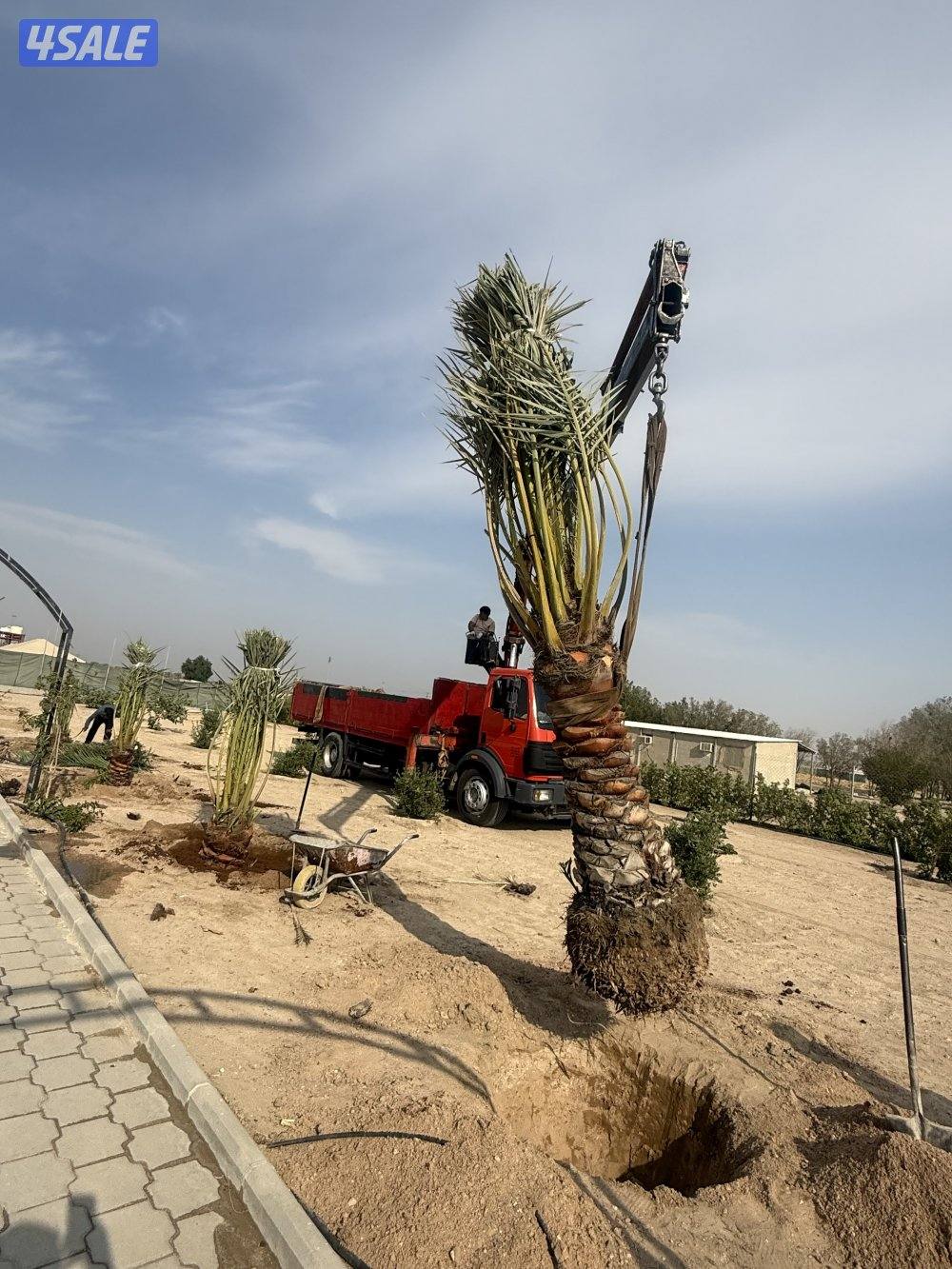 بيع وشراء جميع النخيل شيل وزراعه تكريب وتنظيف عقد سنوي للنخيل1