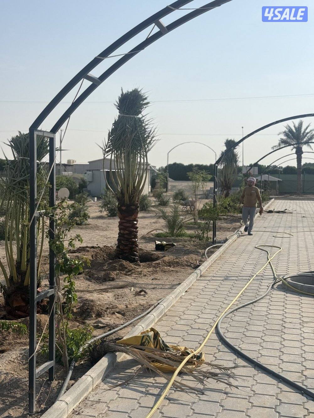 بيع وشراء جميع النخيل شيل وزراعه تكريب وتنظيف عقد سنوي للنخيل5