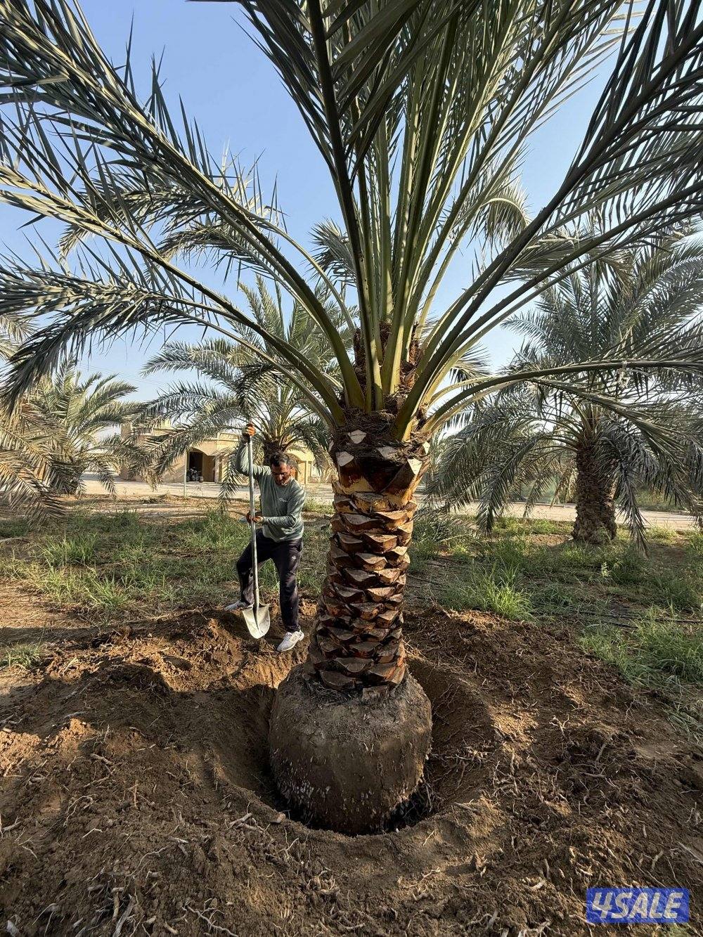بيع وشراء جميع النخيل شيل وزراعه تكريب وتنظيف عقد سنوي للنخيل6