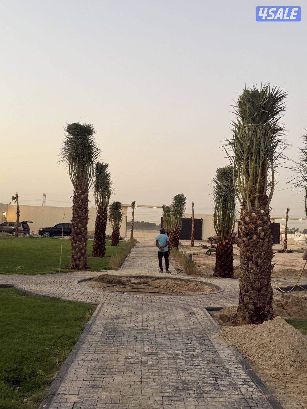 بيع وشراء جميع النخيل شيل وزراعه تكريب وتنظيف عقد سنوي للنخيل7