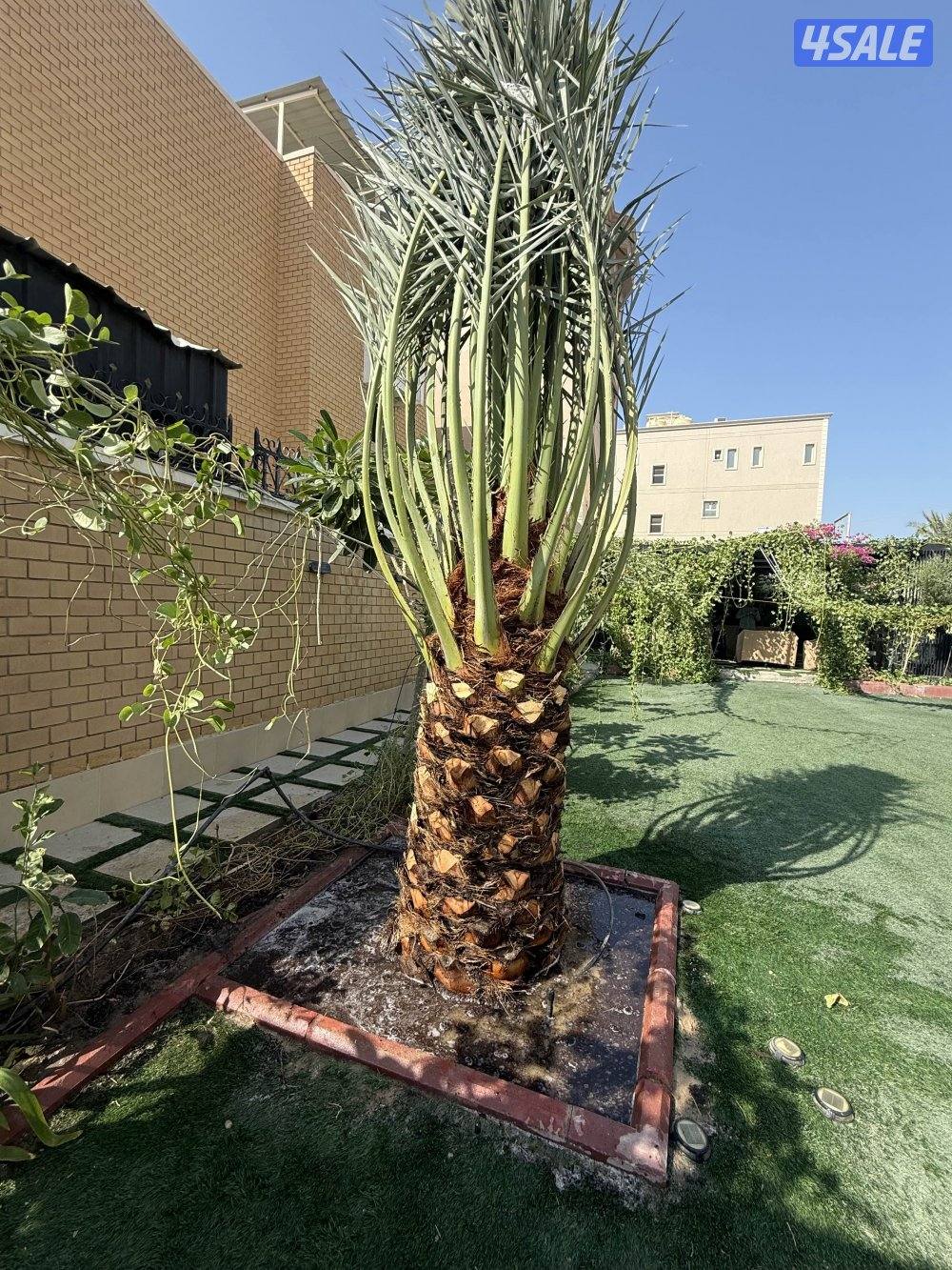 بيع وشراء جميع النخيل شيل وزراعه تكريب وتنظيف عقد سنوي للنخيل8