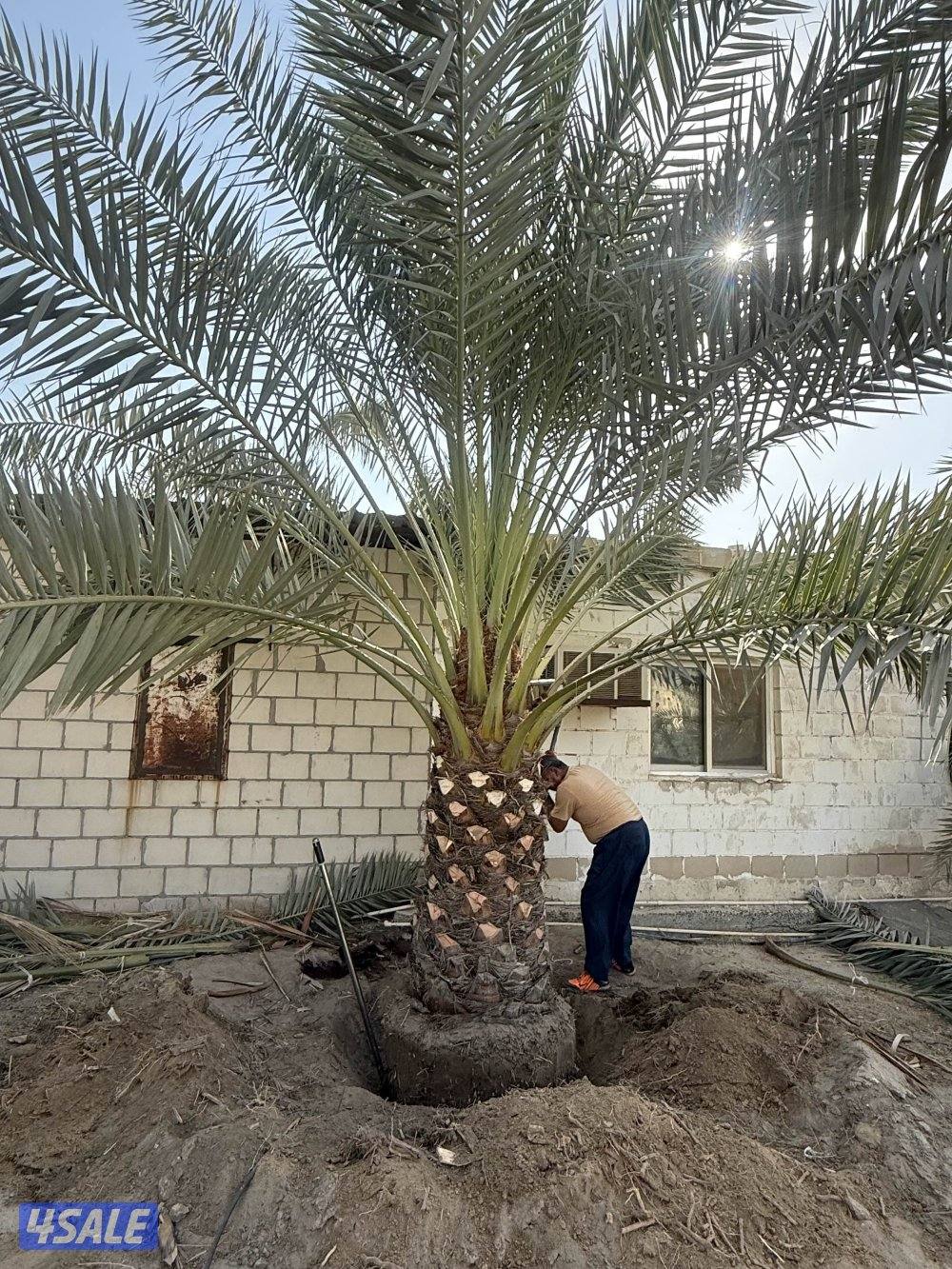 بيع وشراء جميع النخيل شيل وزراعه تكريب وتنظيف عقد سنوي للنخيل10