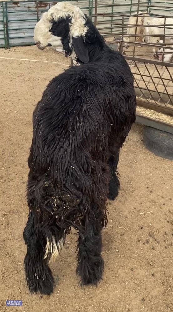 17نجد صنف فاخرة معه فحول2برس عبث وبرس دستور فيهم7سوناردفيع وضريع13