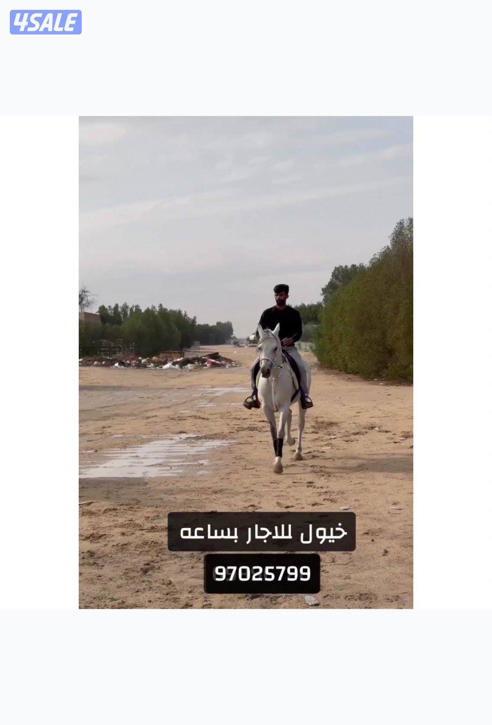 اجار خيل0