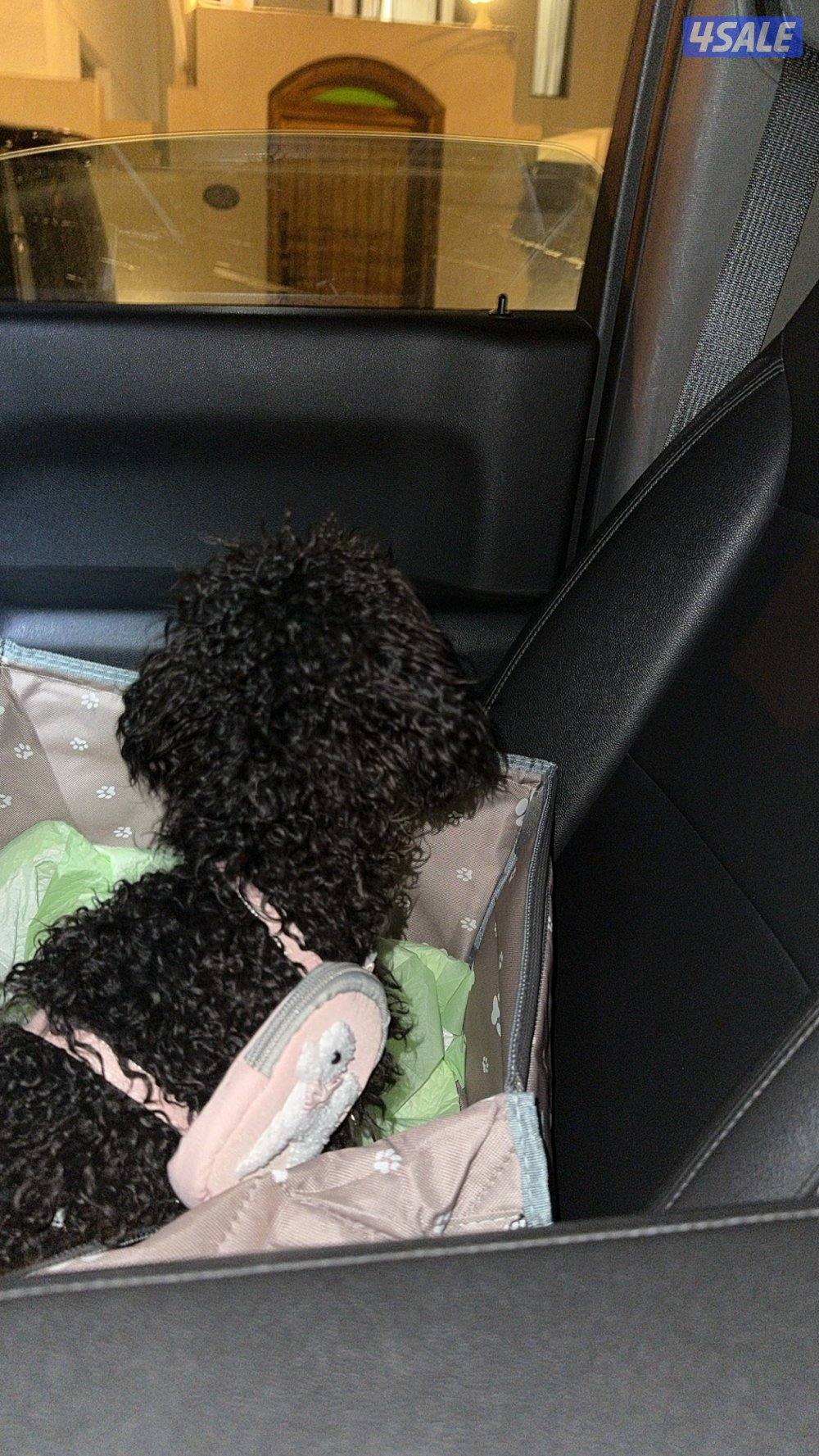 توي بودل مستوا فاخر0