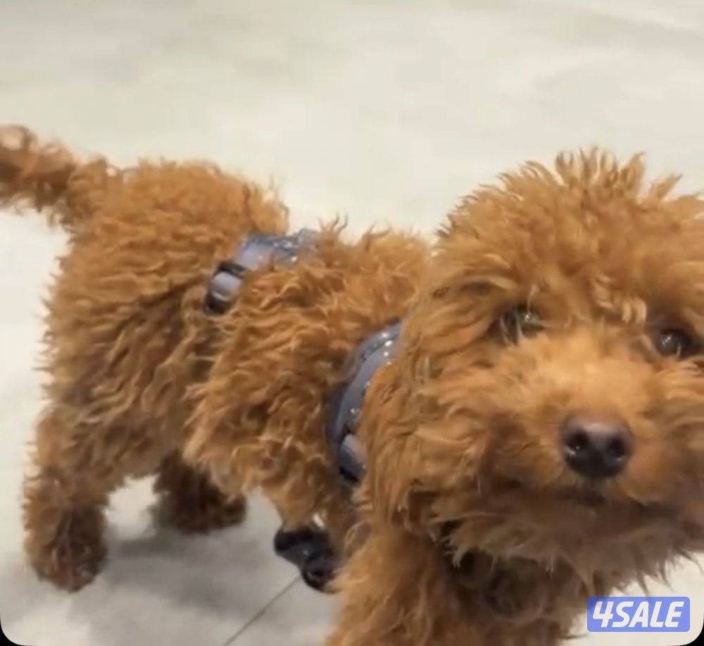 للبيع توي بودل متوفر بني و اسود بيعه سريعه الصامل لراعي بالسعر‼️0