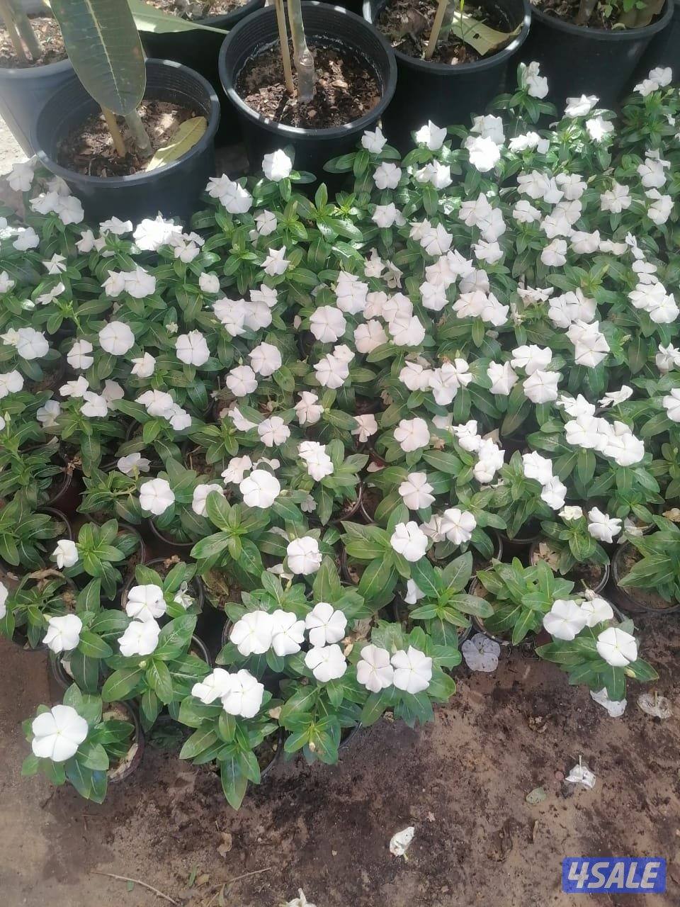 بيع وتركيب الثيل الصناعي والطبيعي وشبكات الري والسياج التركي8